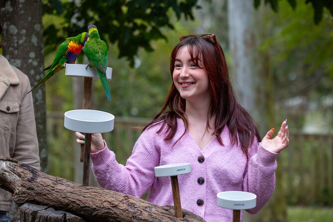 Lone Pine Koala Sanctuary Day Pass - Raptor Show and Sheepdog Work: The Included Action Breaks