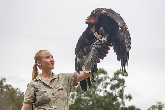 Lone Pine Koala Sanctuary Day Pass - More Than Koalas: Look Out for Crocodiles, Platypus, and More