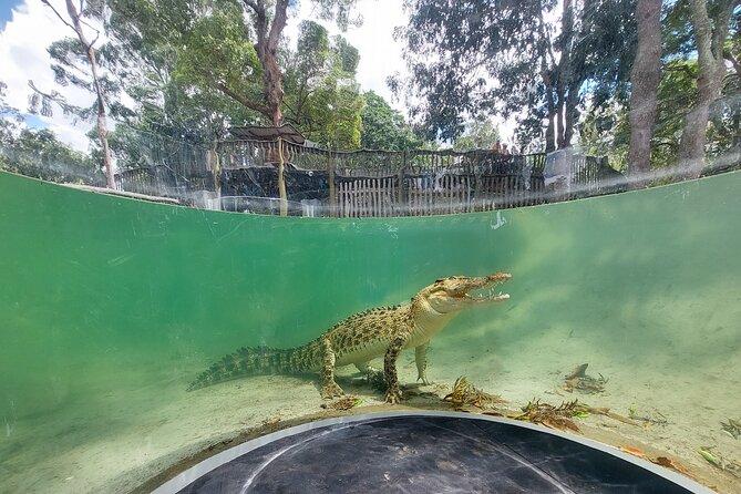 Lone Pine Koala Sanctuary Day Pass - Getting There, Getting Around, and What to Bring