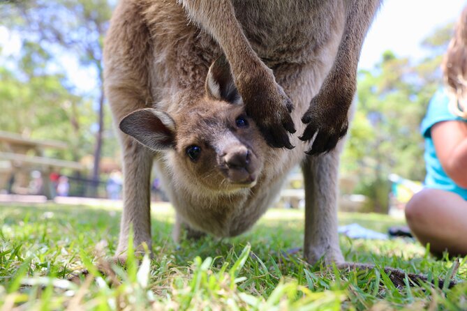 Luxury Hunter Valley Wildlife & Wine Tasting Tour from Sydney - Oaks Cypress Lakes Resort Lunch Stop: Convenient, Optional, and Flexible