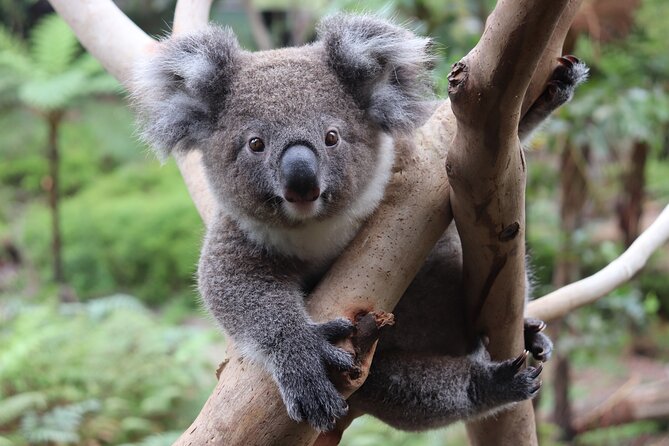 Luxury Hunter Valley Wildlife & Wine Tasting Tour from Sydney - Price and Value: What Costs Extra, and What You Actually Get