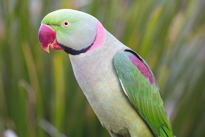 Maleny Botanic Gardens Bird Aviary Experience Ticket - Farm Animal Time: Goats, Donkeys, and a Sweet Surprise
