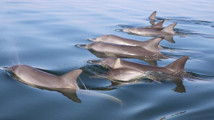 Mandurah: Dolphin and Views Cruise - Quick logistics that matter on the day