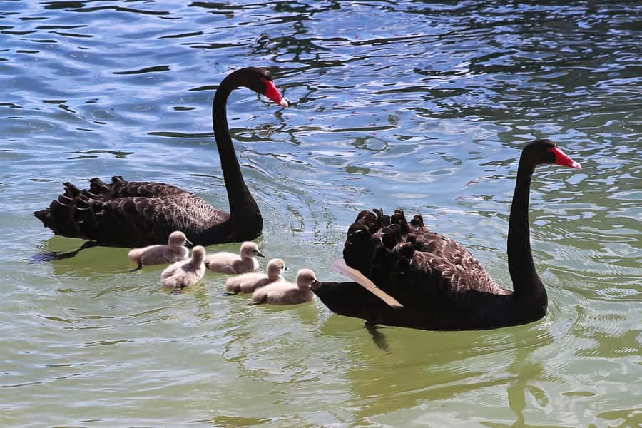 Mandurah: Dolphin and Views Cruise - Comfort, motion, and who the cruise suits best