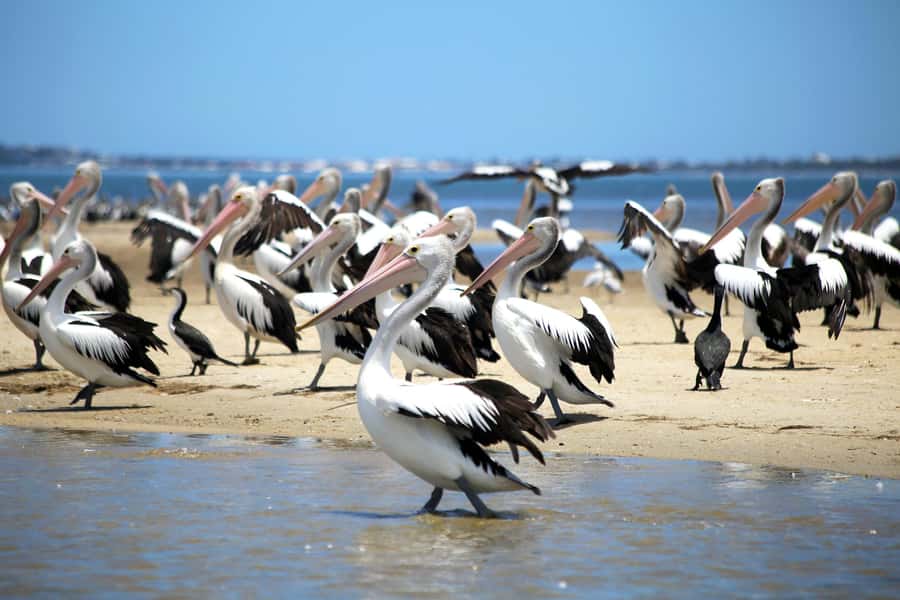 Mandurah: Dolphin and Views Cruise - Price vs. what you get: is $31 really fair?