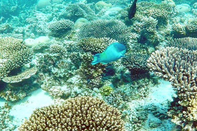 Marine Eco Safari - Swim with Manta Rays - Key things I’d focus on before you go