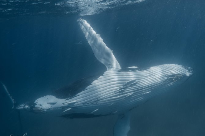 Marine Eco Safari - Swim with Manta Rays - The return snorkel: how the afternoon keeps the day moving