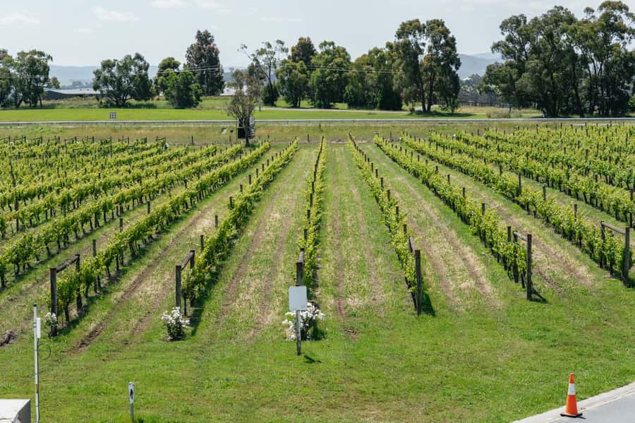 Melbourne: Full-Day Yarra Valley Wine Experience with Lunch - Soumah of Yarra Valley: Cool-Climate Wines Inspired by Europe