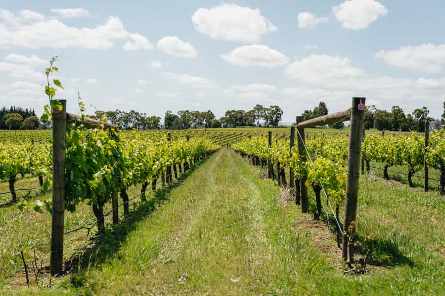 Melbourne: Full-Day Yarra Valley Wine Experience with Lunch - Immigration Museum Pickup and the Bus Reality Check