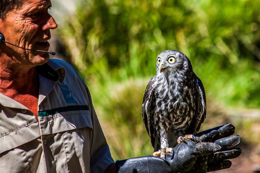 Melbourne: Puffing Billy & Healesville Sanctuary Scenic Tour - Key things to know before you ride