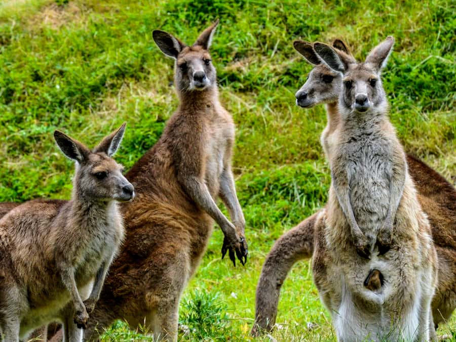 Melbourne: Puffing Billy & Healesville Sanctuary Scenic Tour - Yarra Valley Chocolaterie: the sweet finish that doesn’t overstay