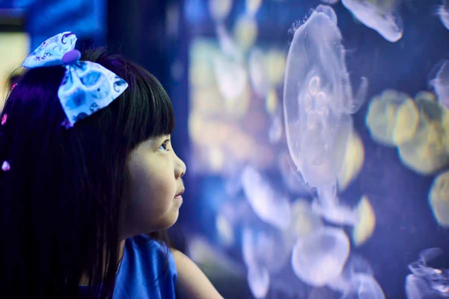 Melbourne: SEA LIFE Aquarium Entrance Ticket - Pinjarra the crocodile and the elephant shark moment