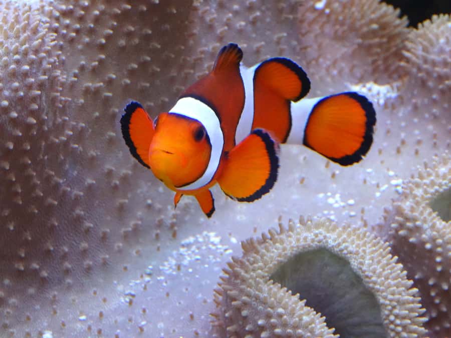 Melbourne: SEA LIFE Aquarium Entrance Ticket - The Oceanarium feeding and why the 2.2-million-liter scale matters