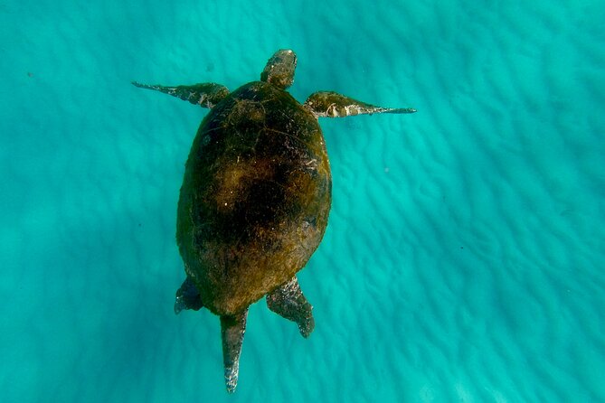 Moreton Island Day Trip (Kayak, Snorkel & Sandboard) frm Brisbane or Gold Coast - The Picnic Lunch on the Beach: Included, But Plan for Timing