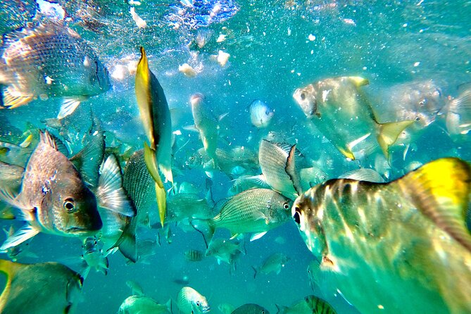 Moreton Island Day Trip (Kayak, Snorkel & Sandboard) frm Brisbane or Gold Coast - Sand Dunes and Sandboarding: Fun With a Climb and Real Sand
