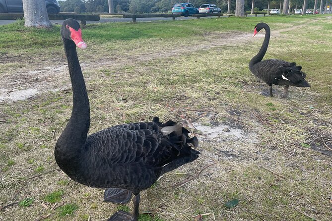 Morning or Afternoon Half-Day Sydney City Sightseeing Tour - Centennial Park and Paddington: a breather between the iconic stops