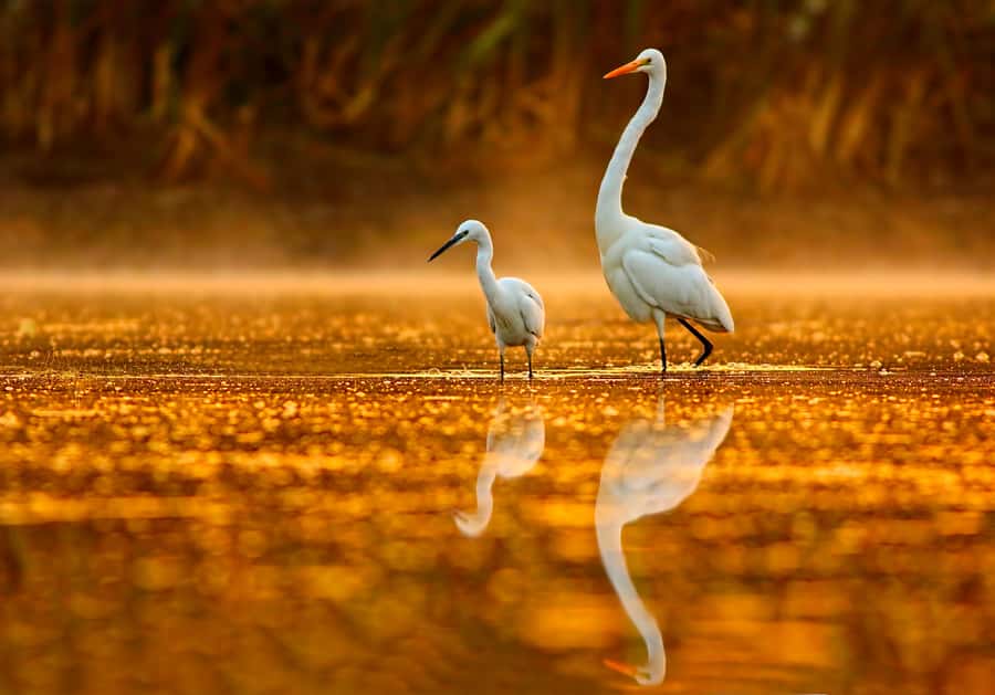 Noosa: Afternoon Cruise through the Noosa Everglades - Key points before you go