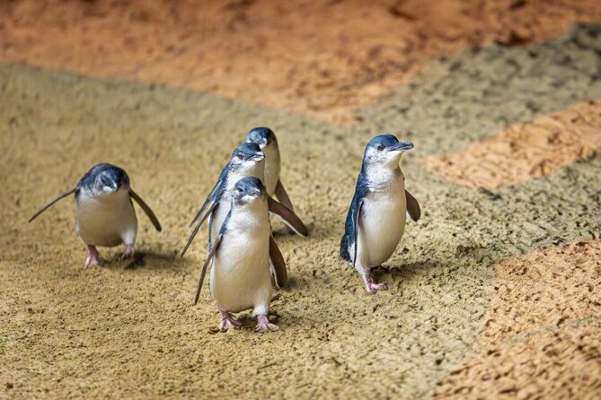 Penguin Parade, & Wildlife Encounters Eco Tour from Melbourne - Entering the day: Phillip Island at night is the star