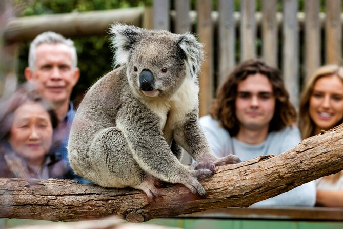 Penguin Parade, & Wildlife Encounters Eco Tour from Melbourne - Price and value: is $118.35 a fair deal?