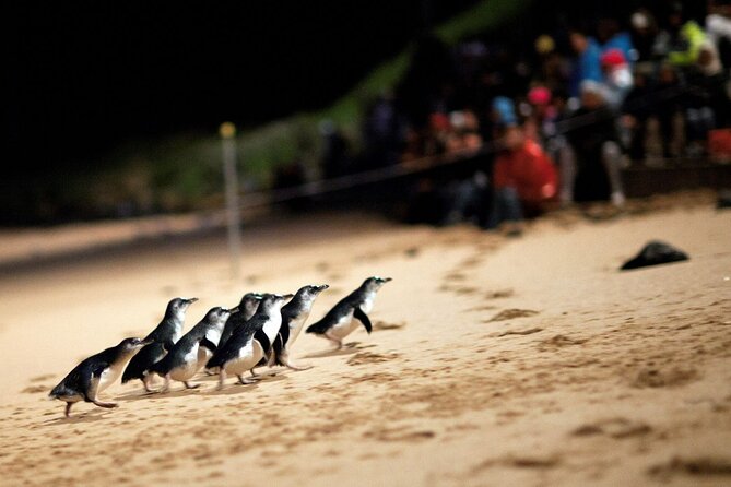 Penguin Parade, & Wildlife Encounters Eco Tour from Melbourne - Brighton Bathing Boxes: a quick stop for photos and sea air