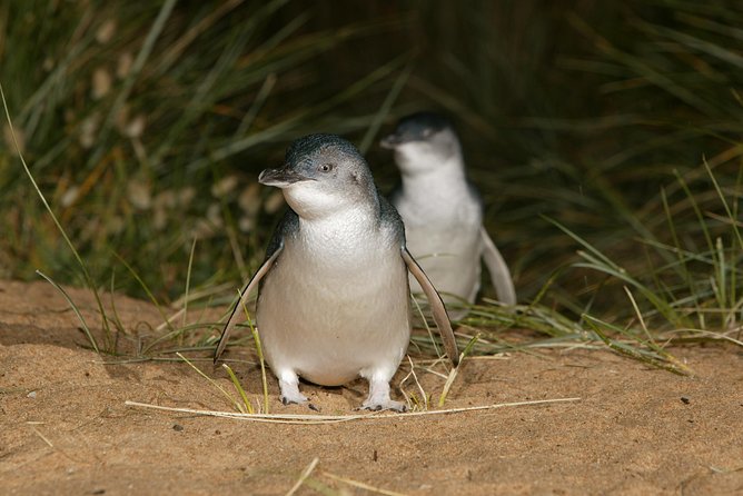 Phillip Island Penguin and Koala Highlights Day-Trip from Melbourne - The Penguin Parade: what to expect, how to avoid mistakes, and where to aim