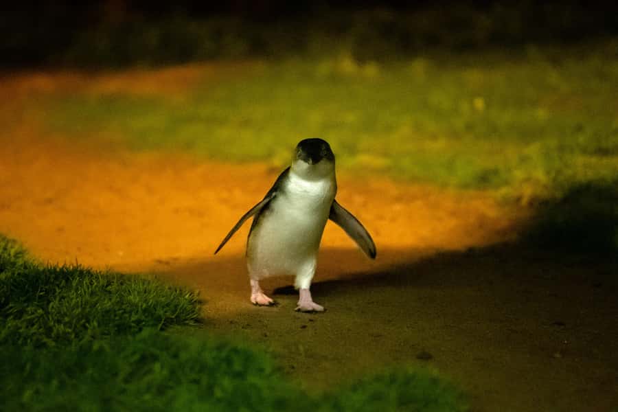 Phillip Island: Penguins and Wildlife Full-Day Tour - Key things I’d watch for on this tour