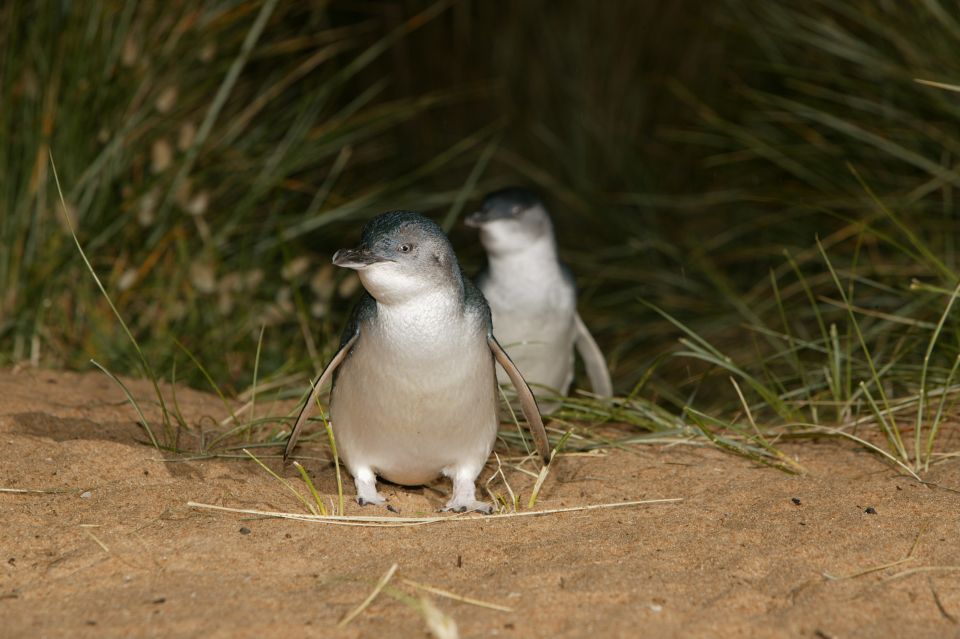 Phillip Island: Penguins and Wildlife Full-Day Tour - Who should book this tour, and who should look elsewhere?