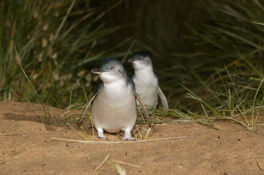 Phillip Island: Penguins and Wildlife Full-Day Tour - Cowes break time: a practical pause on a long day