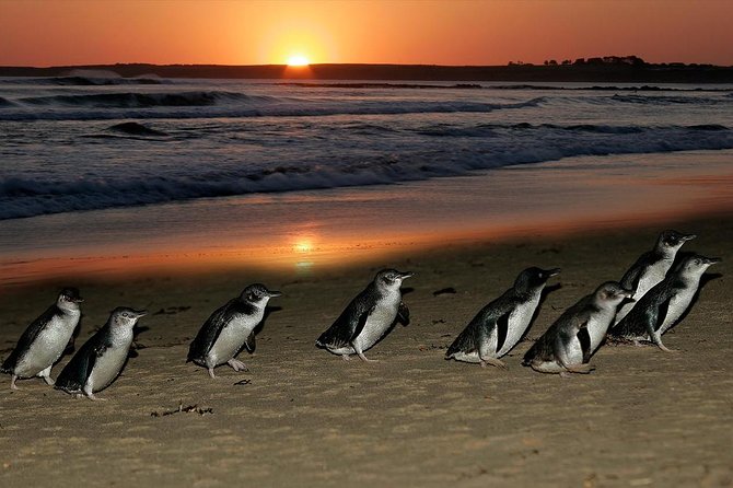 Phillip Island Penguins & Wildlife Day Tour from Melbourne - Price and Value for $111.17: What’s Included and What to Budget