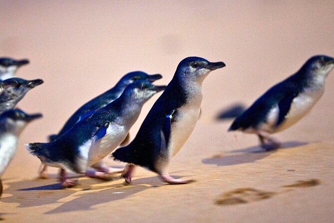 Phillip Island Penguins & Wildlife Day Tour from Melbourne - Moonlit Sanctuary Wildlife Conservation Park: 90 Minutes With Koalas and Optional Extras