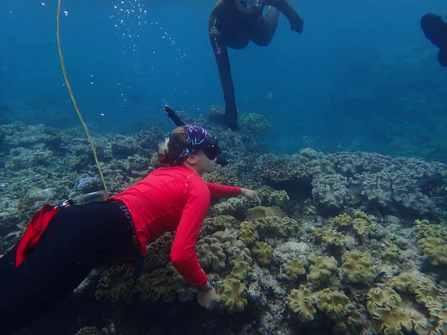 Port Douglas: Outer Great Barrier Reef Snorkeling Cruise - Outer Reef Snorkeling That Feels Like a Real Day, Not a Rush Job