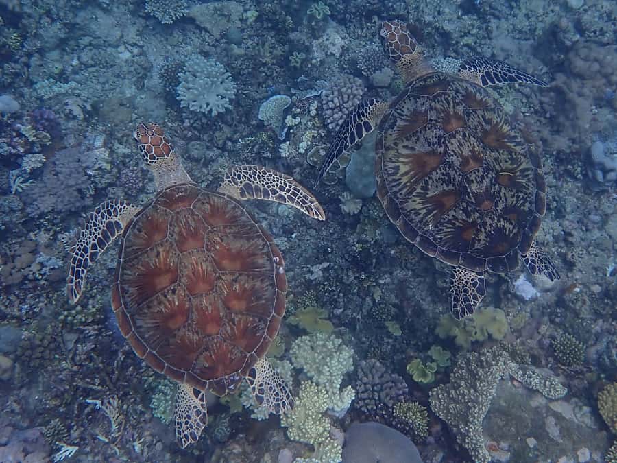 Port Douglas: Outer Great Barrier Reef Snorkeling Cruise - Second Site Guided Snorkels: Learning What’s Under Your Face Mask