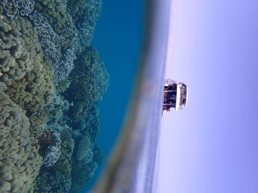Port Douglas: Outer Great Barrier Reef Snorkeling Cruise - Deli-Style Lunch and Reef Talks That Don’t Feel Like a Lecture