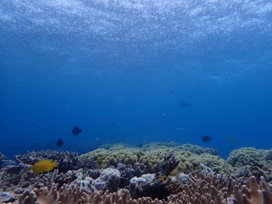 Port Douglas: Outer Great Barrier Reef Snorkeling Cruise - Price and Value: Does $210 Make Sense for Three Reef Stops?