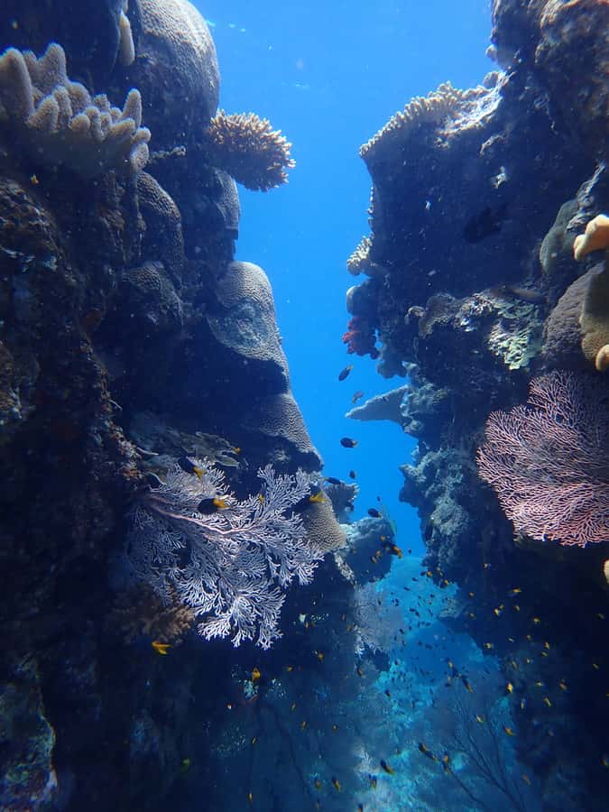 Port Douglas: Outer Great Barrier Reef Snorkeling Cruise - From Crystalbrook Superyacht Marina to the Edge of the Continental Shelf