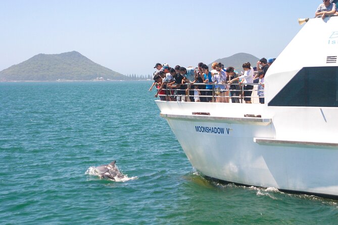 Port Stephens: Dolphin Discovery Cruise - Port Stephens Dolphin Capital: What You’re Really Getting for the Price