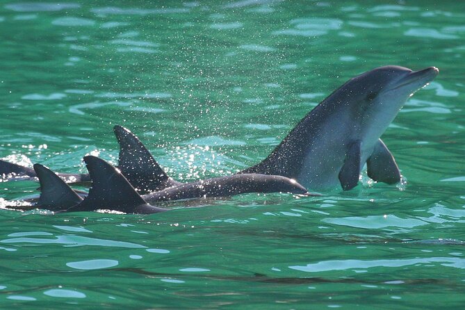 Port Stephens: Dolphin Discovery Cruise - Boom Net Time: The Most Fun Part (Yes, You’ll Get Wet)