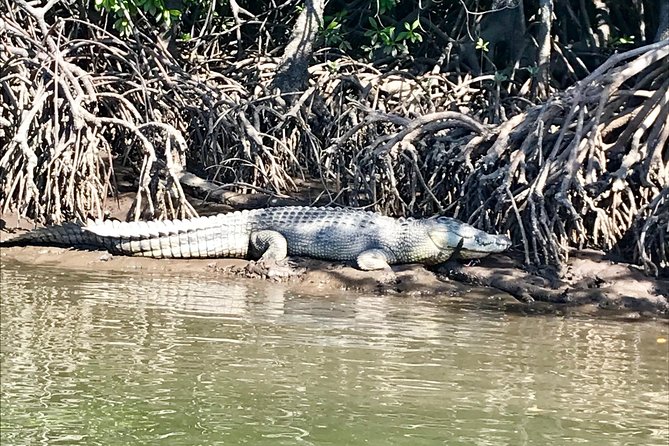 River Cruise - Croc spotting odds: tides, weather, and how to improve your chances
