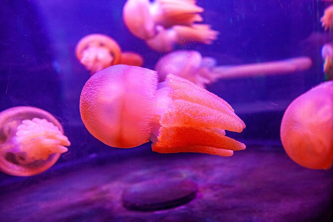 SEA LIFE Sydney Aquarium Entrance Ticket - Shark Valley and the Tank Tunnels: When You’ll Feel Like the Main Character