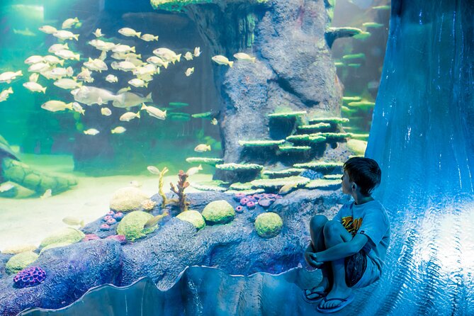 SEA LIFE Sydney Aquarium Entrance Ticket - Penguin Expedition: Sub-Antarctic at 6°C (43°F)