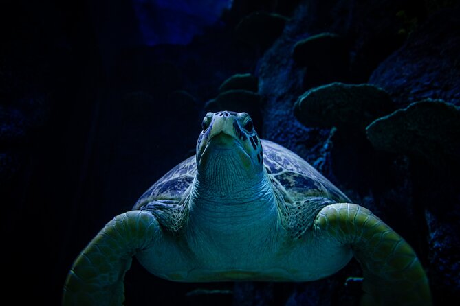 SEA LIFE Sydney Aquarium Entrance Ticket - Practical Timing Inside: How to Make 1.5 Hours Feel Longer