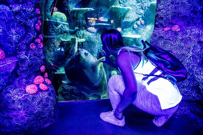 SEA LIFE Sydney Aquarium Entrance Ticket - Choosing Morning or Afternoon Time Slots in Sydney