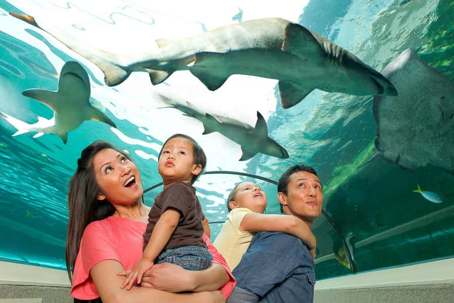 SEA LIFE Sydney Aquarium Entry Ticket - Key Things You’ll Notice