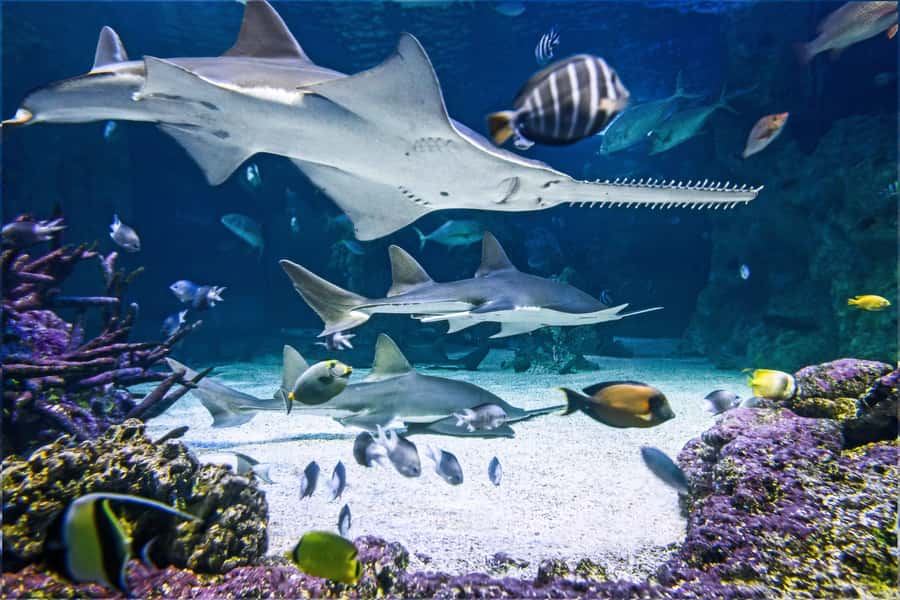 SEA LIFE Sydney Aquarium Entry Ticket - Darling Harbour Location: The Easiest “Rain Plan” in the City
