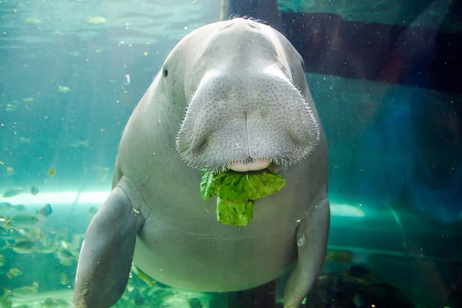 SEA LIFE Sydney Aquarium Entry Ticket - Your Walk-Through Itinerary: How to See the Most Without Feeling Rushed