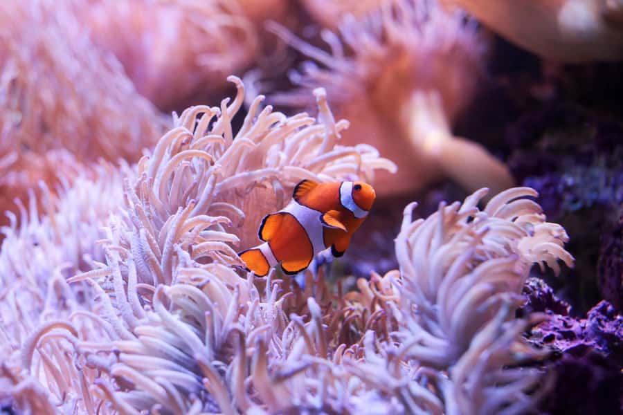 SEA LIFE Sydney Aquarium Entry Ticket - Practical Things to Know Before You Go