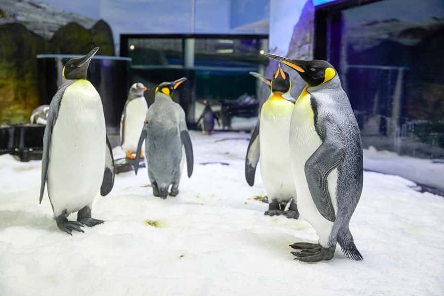 SEA LIFE Sydney Aquarium Entry Ticket - Crowd Reality: How to Avoid the Packed-Day Blues