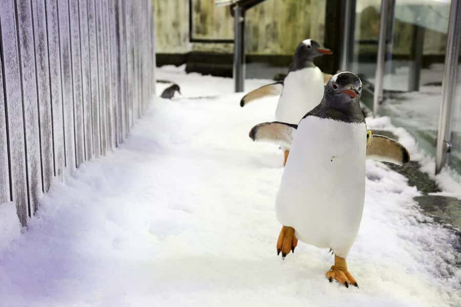 SEA LIFE Sydney Aquarium Entry Ticket - Who This Is Best For