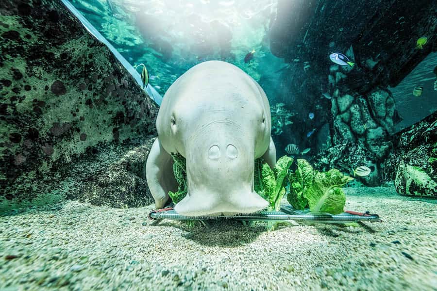 SEA LIFE Sydney Aquarium Entry Ticket - Should You Book This SEA LIFE Sydney Aquarium Entry Ticket?