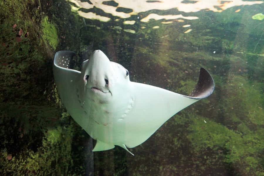 SEA LIFE Sydney Aquarium Entry Ticket - FAQ